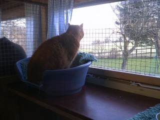 Ginger cat looking out at view