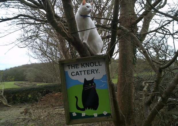 A cat sitting on a sign saying 'The Knoll Cattery'